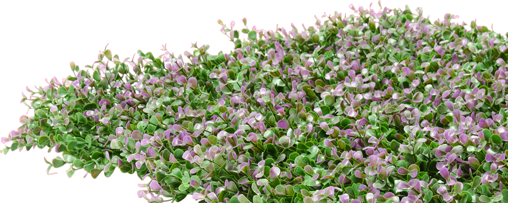 Blooming_ English_ Lavender_ P N G PNG