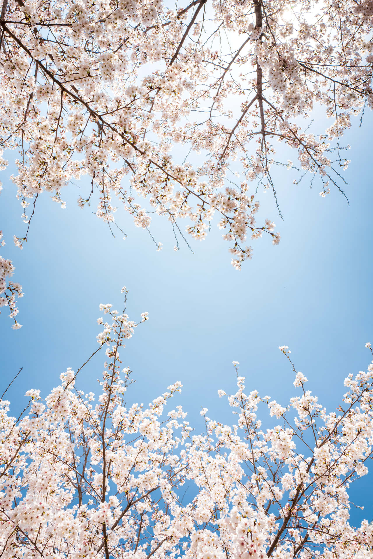 Blossom Background