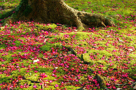 Blossom In Brilliance - Camellia Sasanqua Flower Wallpaper