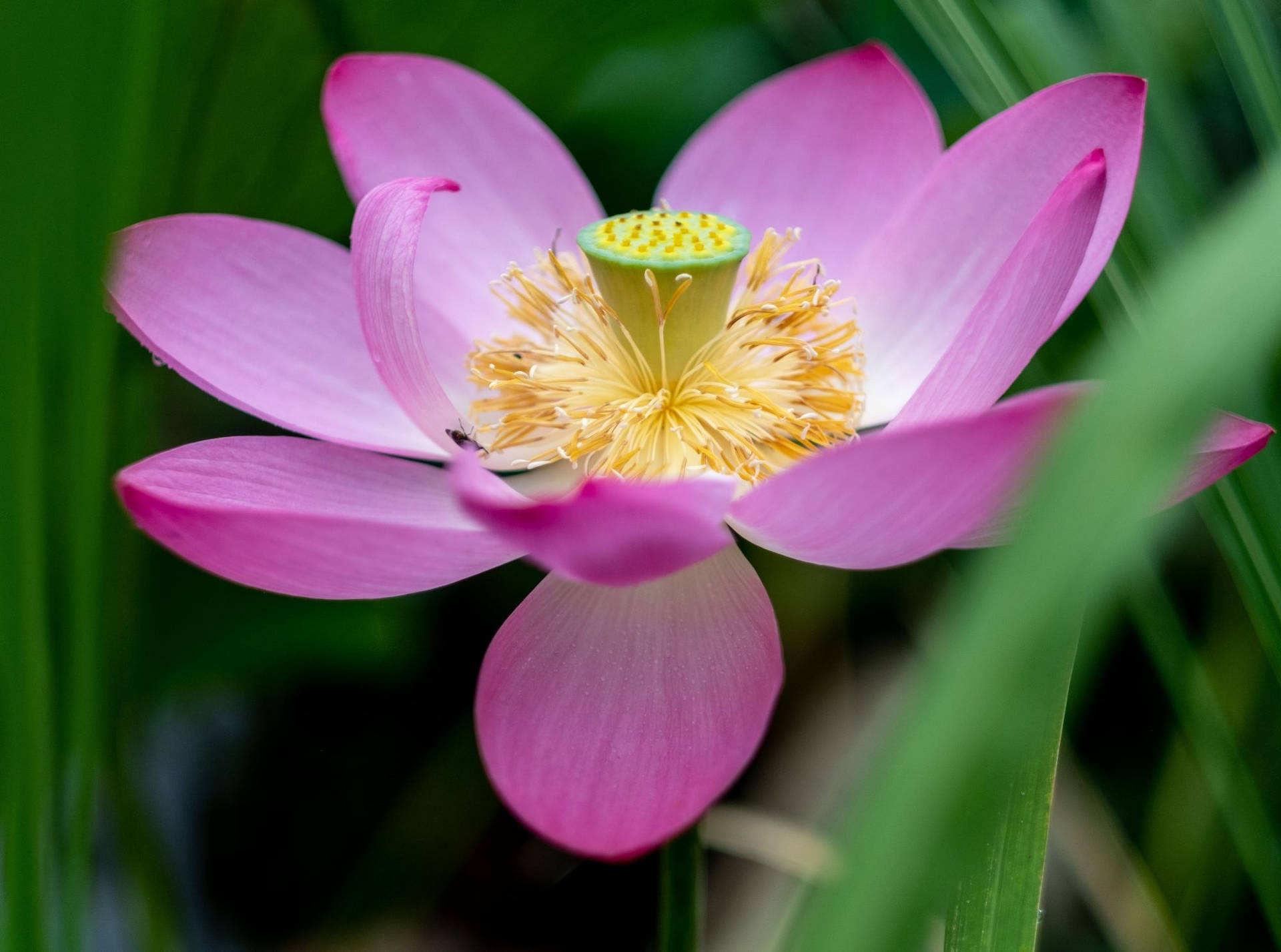 Blossom Lotus Flower Wallpaper