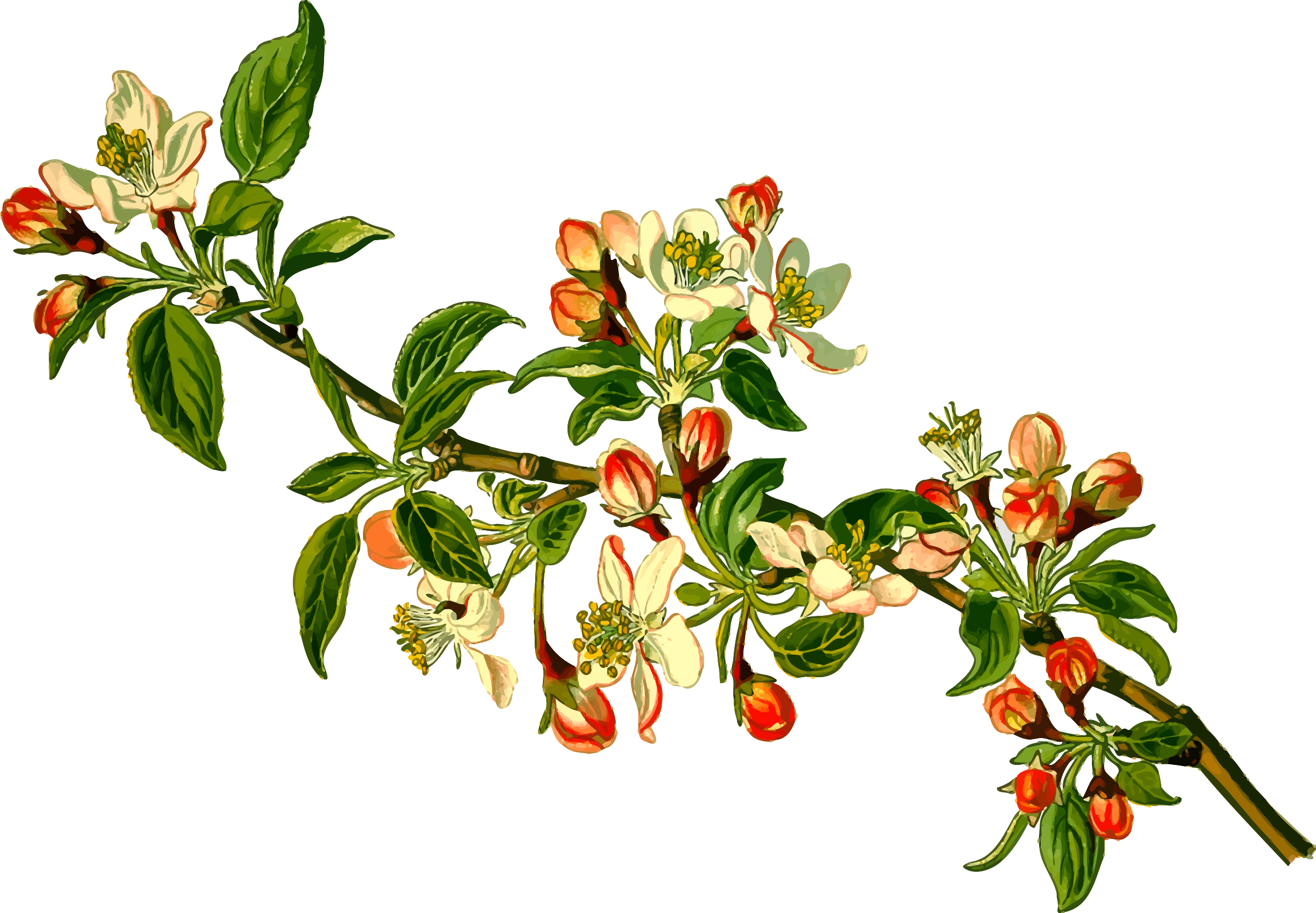 Blossoming Apple Branches.png PNG