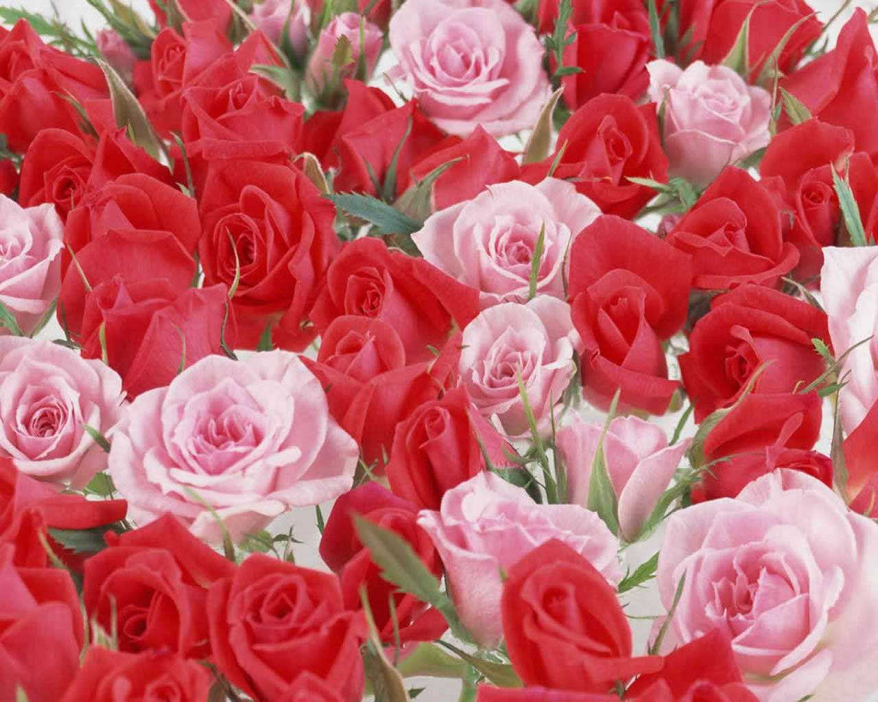 Blühendeschöne Rosenblumen Wallpaper