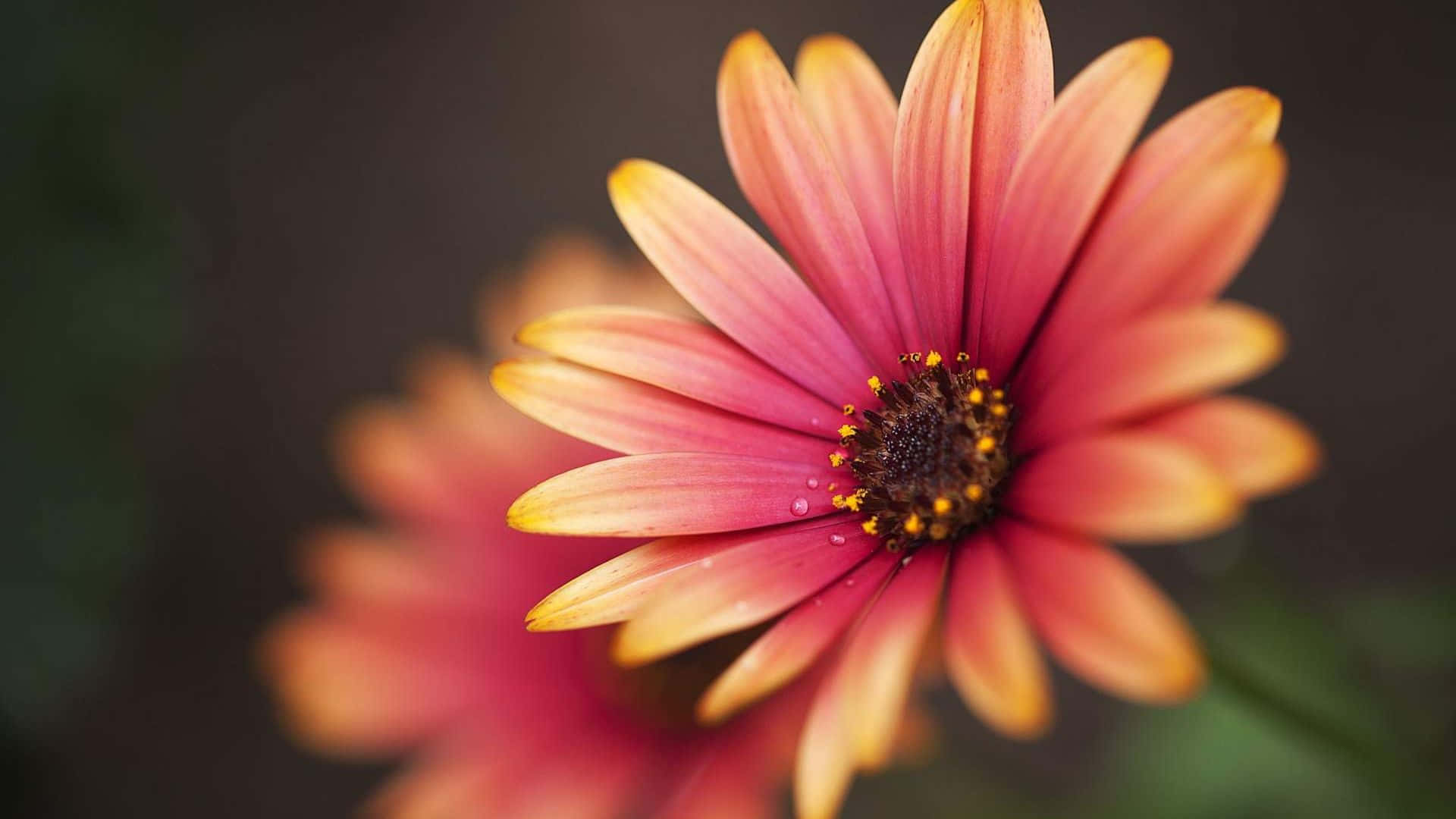 Blossoming Beauty: A Closeup Of Flower Wallpaper