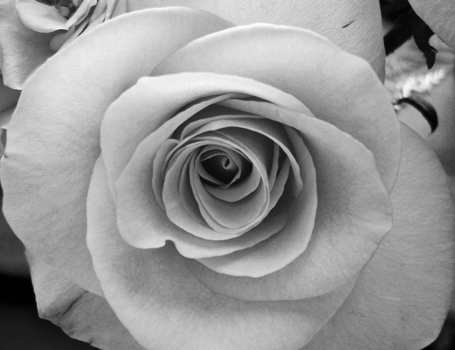 Blossoming Black And White Rose Wallpaper