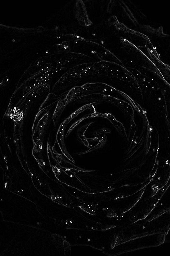 Blossoming Bud Of Black Rose iPhone Wallpaper