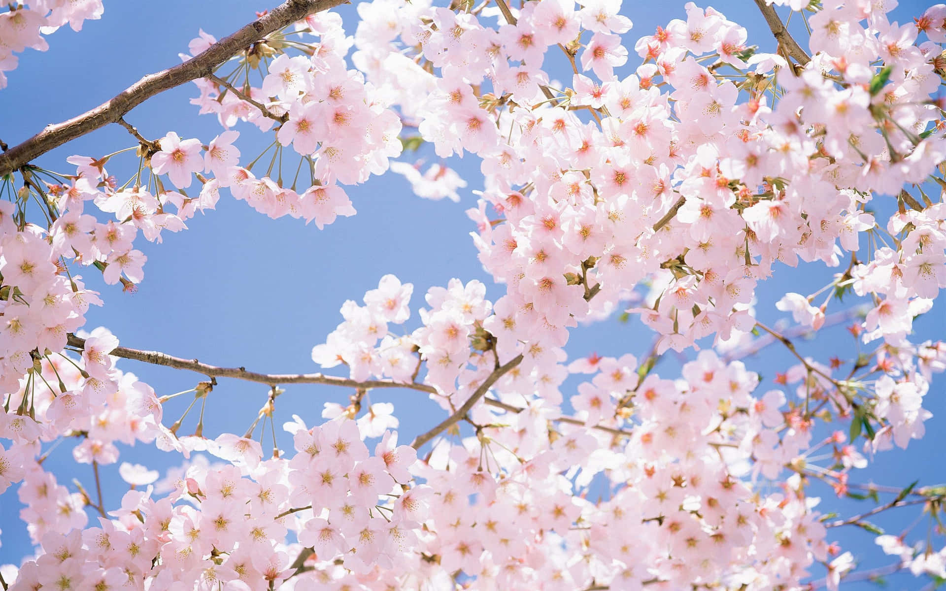 Blossoming Cherry Branches Springtime Sky Wallpaper