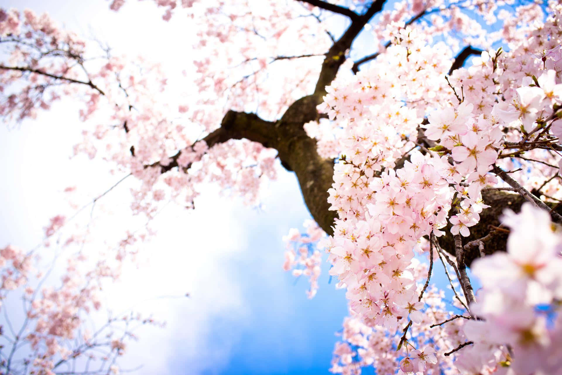 Blossoming Cherry Tree Against Blue Sky Wallpaper