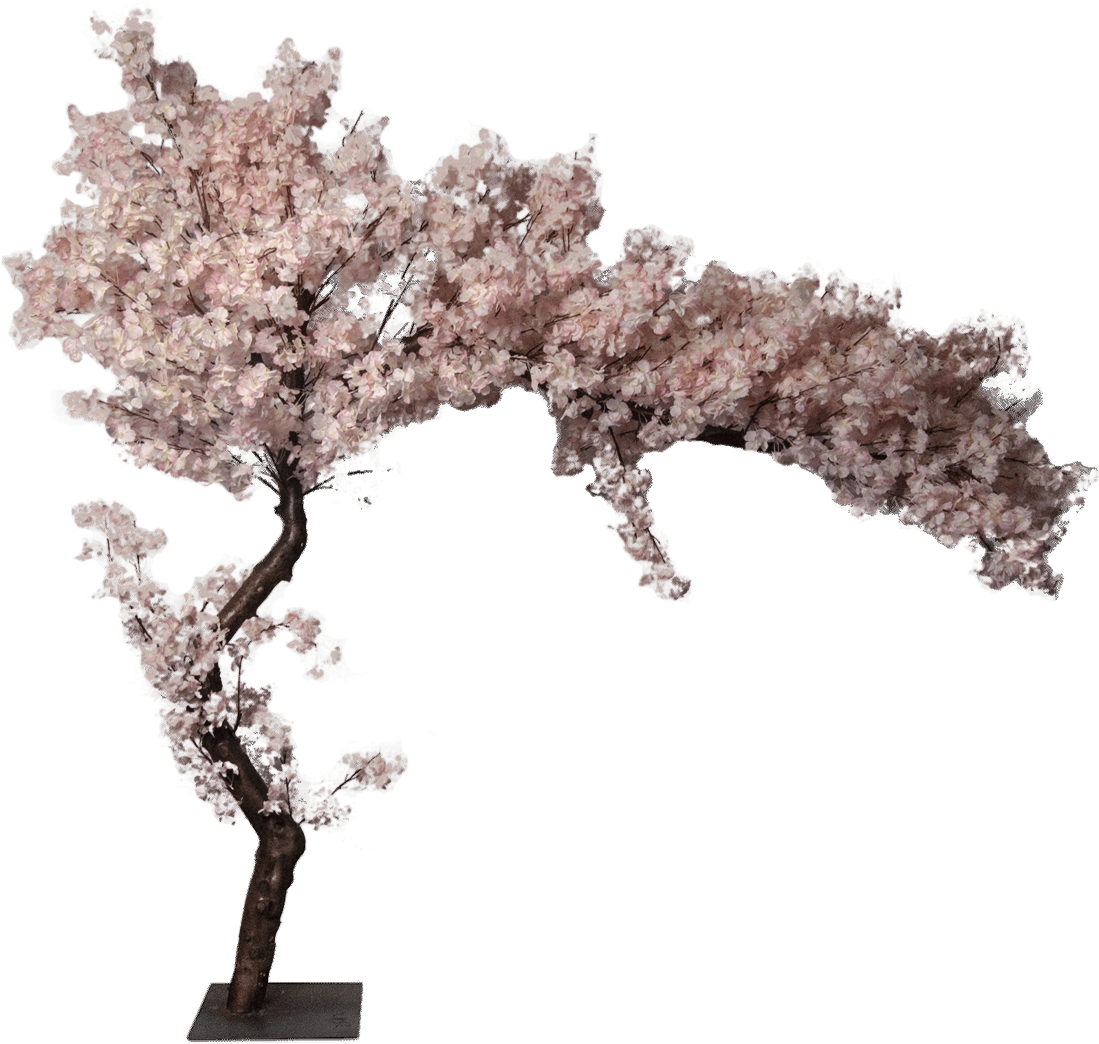 Blossoming Cherry Tree Model PNG
