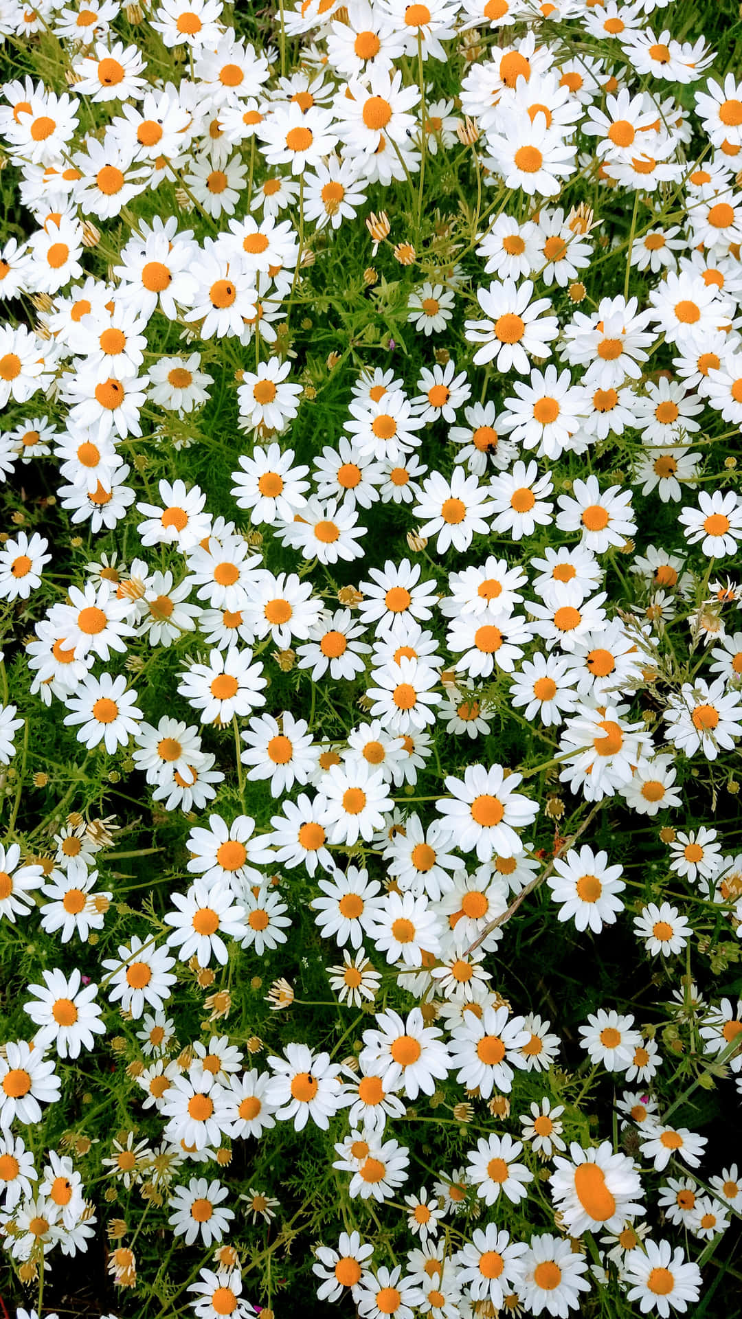 Blossoming Daisy Flowers Against A Vibrant Blue Sky