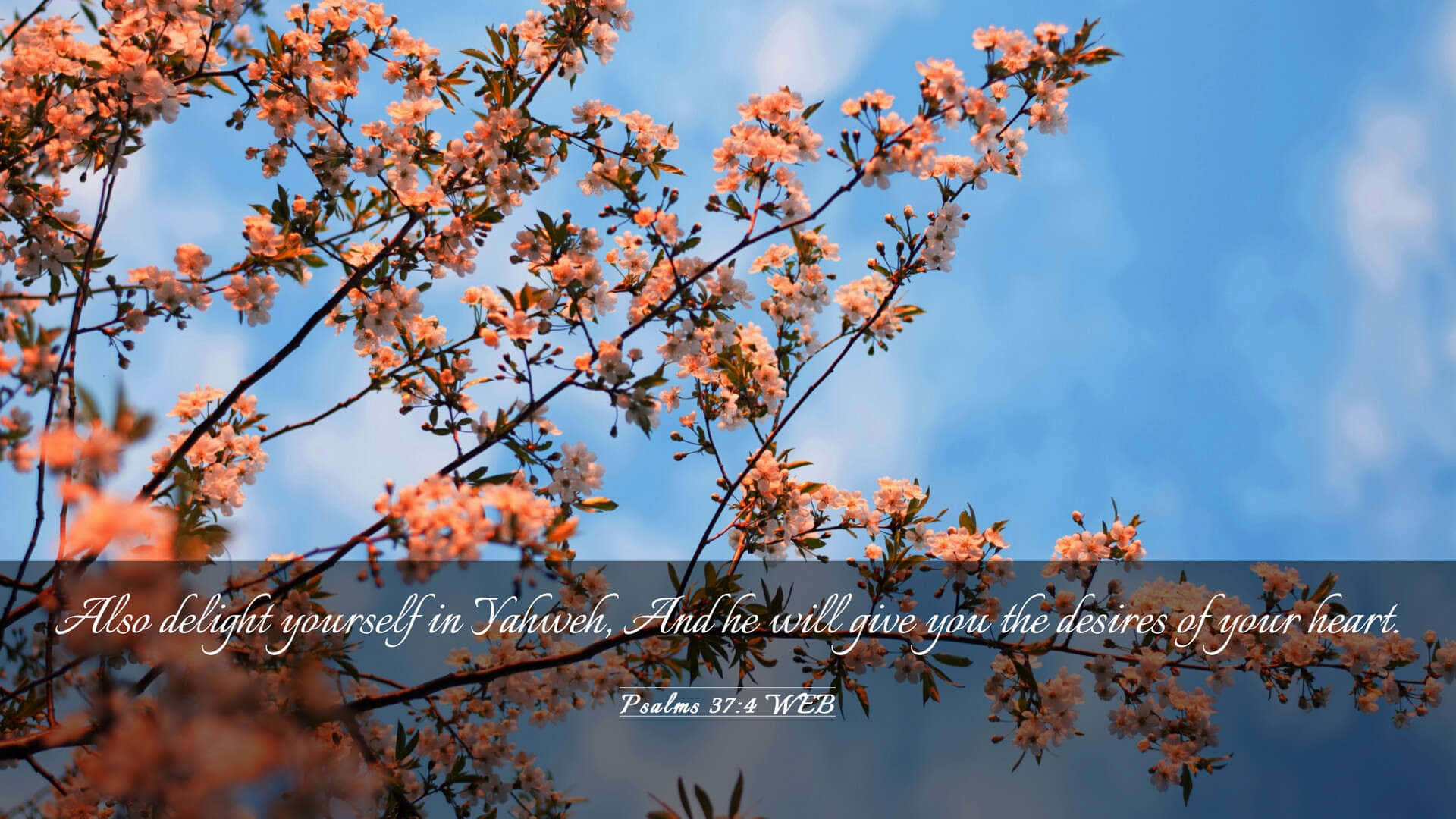 Blossoming Faith Psalm374 Wallpaper Wallpaper