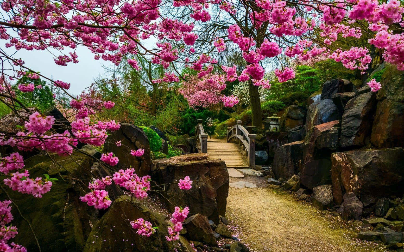 Bloeiende Fantasie Tuinpad Achtergrond