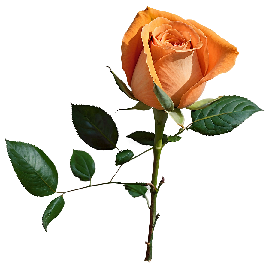 Blossoming Orange Rose Png 57 PNG