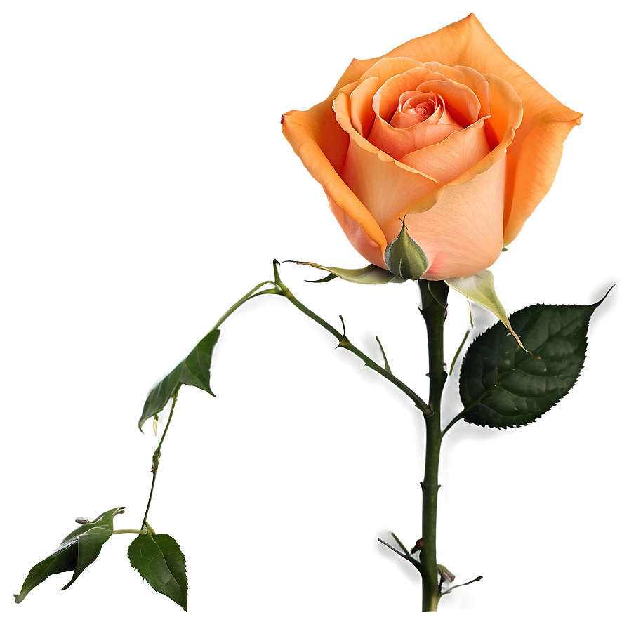 Blossoming Orange Rose Png Ecq51 PNG