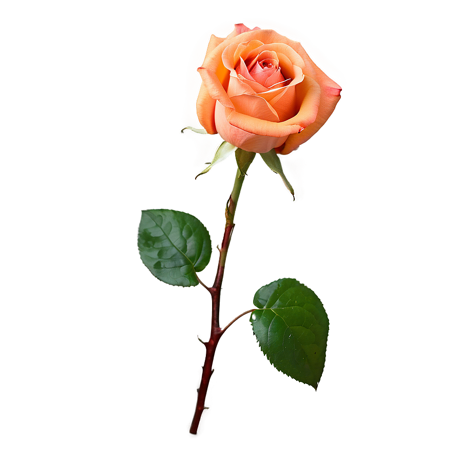 Blossoming Orange Rose Png Rdg PNG