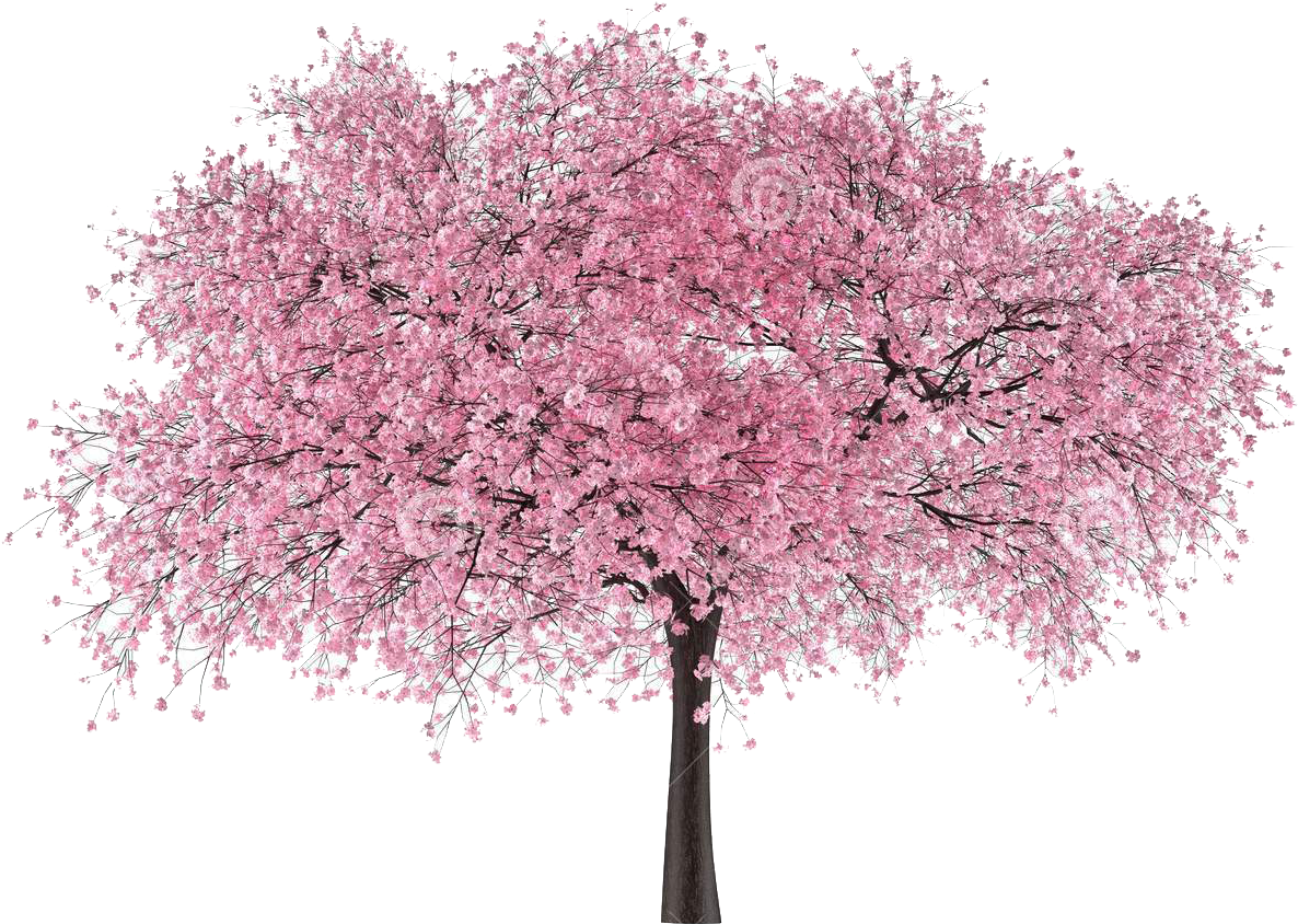 Blossoming Pink Cherry Tree PNG