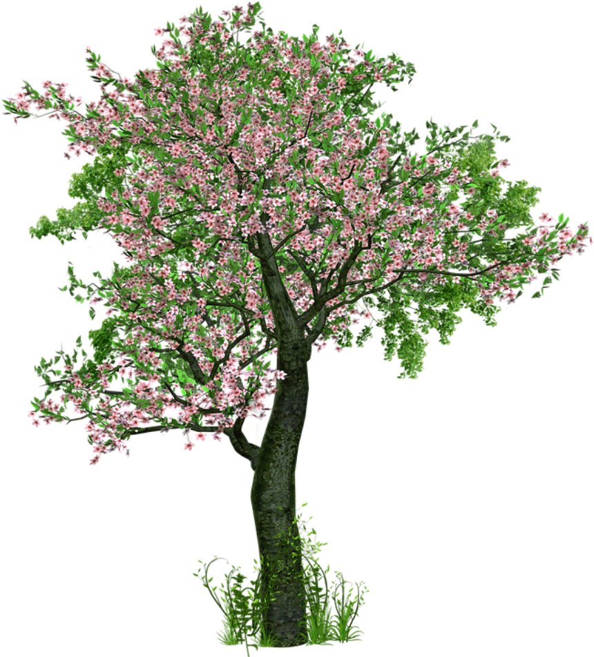 Blossoming Pink Flower Tree PNG