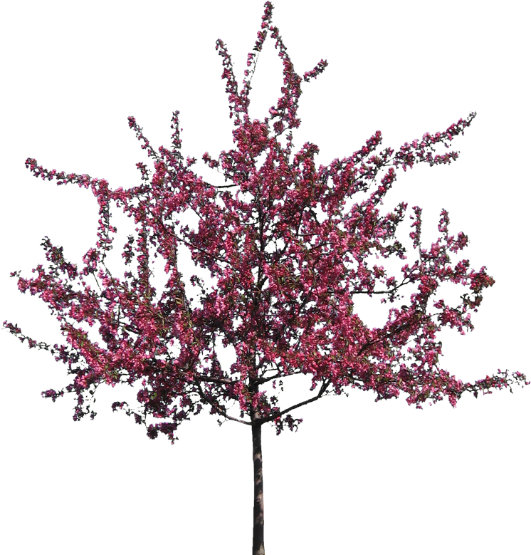 Blossoming Pink Flower Tree PNG