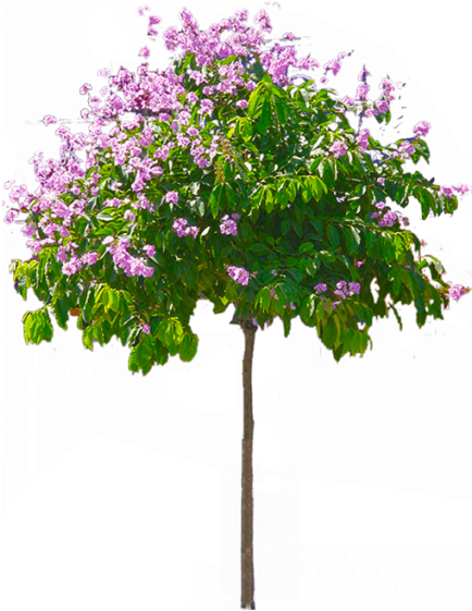 Blossoming Pink Flower Tree PNG