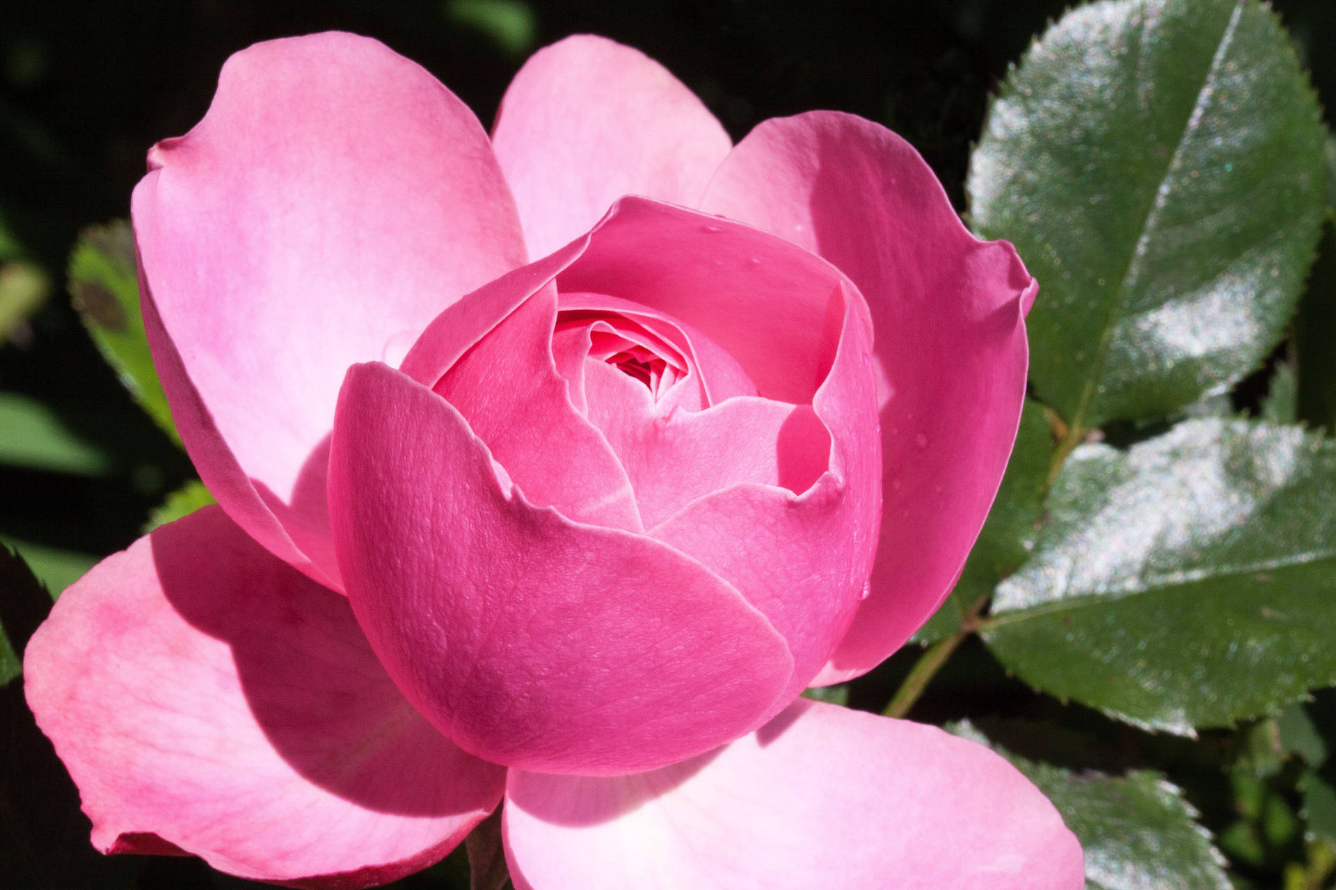A Stately Pink Rose in Full Blossom Wallpaper