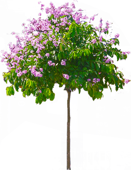 Blossoming Pink Tree Graphic PNG