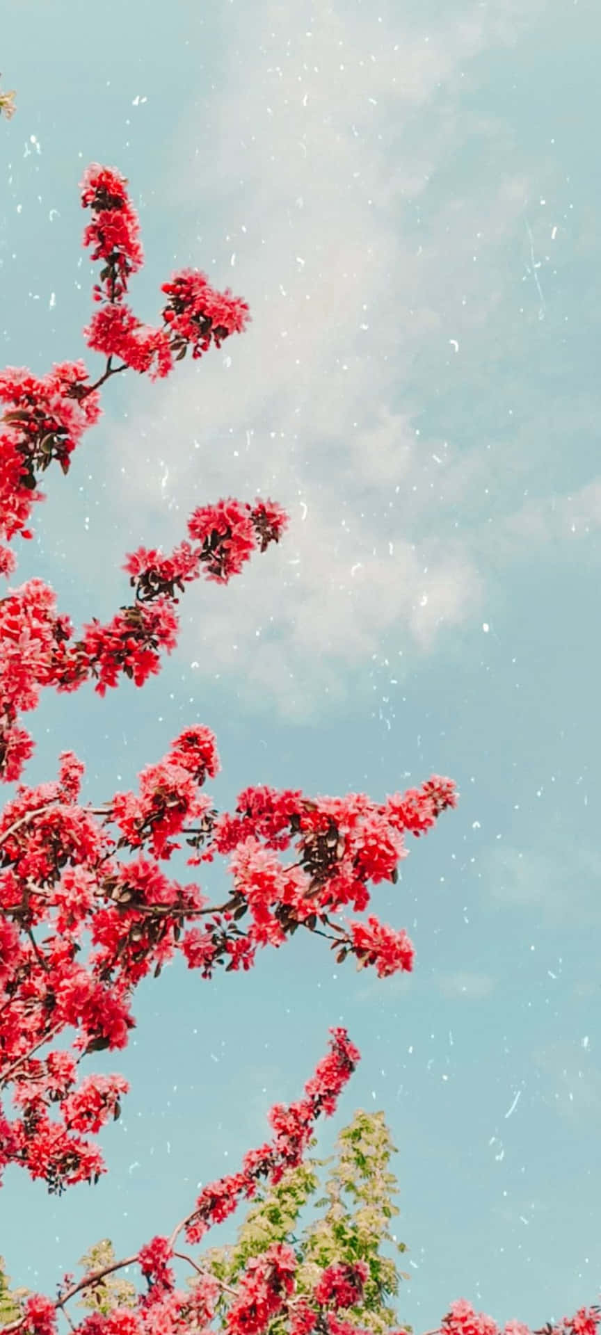 Blossoming Red Flowers Against Blue Sky Wallpaper