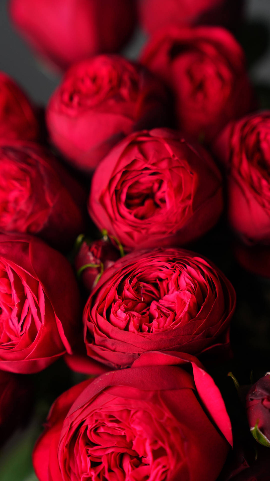 Blossoming Red Roses Wallpaper