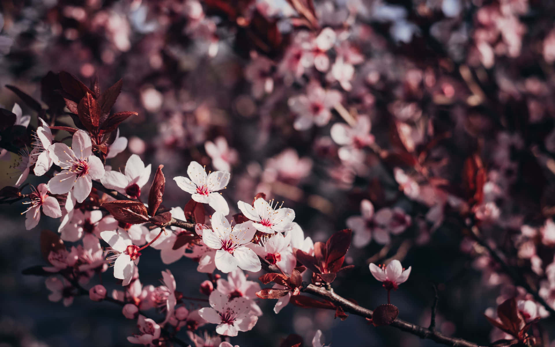 Blossoming Sakura Branches.jpg Wallpaper