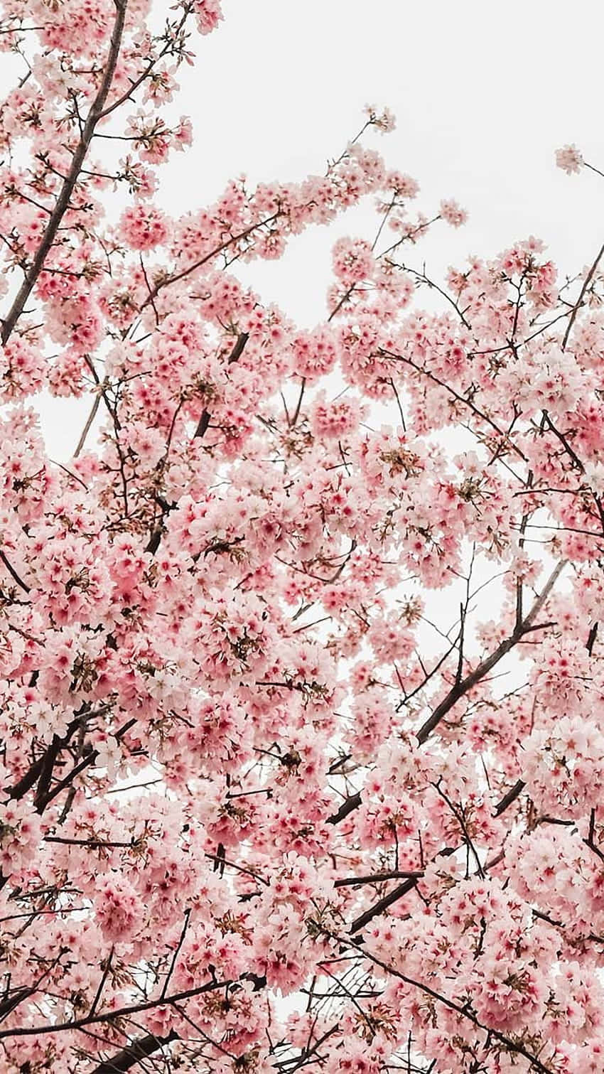 Blossoming Spring Cherry Tree Wallpaper