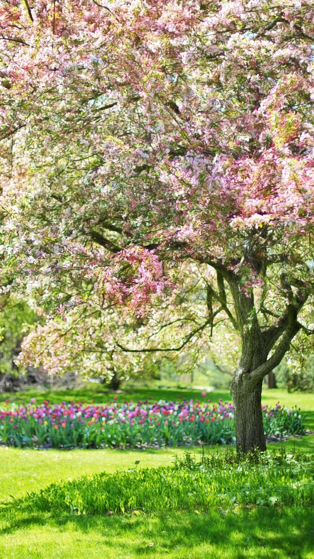 Blossoming_ Spring_ Tree_ Minimalist_ Aesthetic.jpg Wallpaper