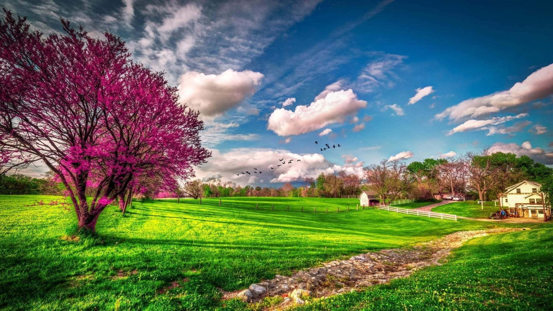 Blossoming Spring Treeat Farmhouse Wallpaper