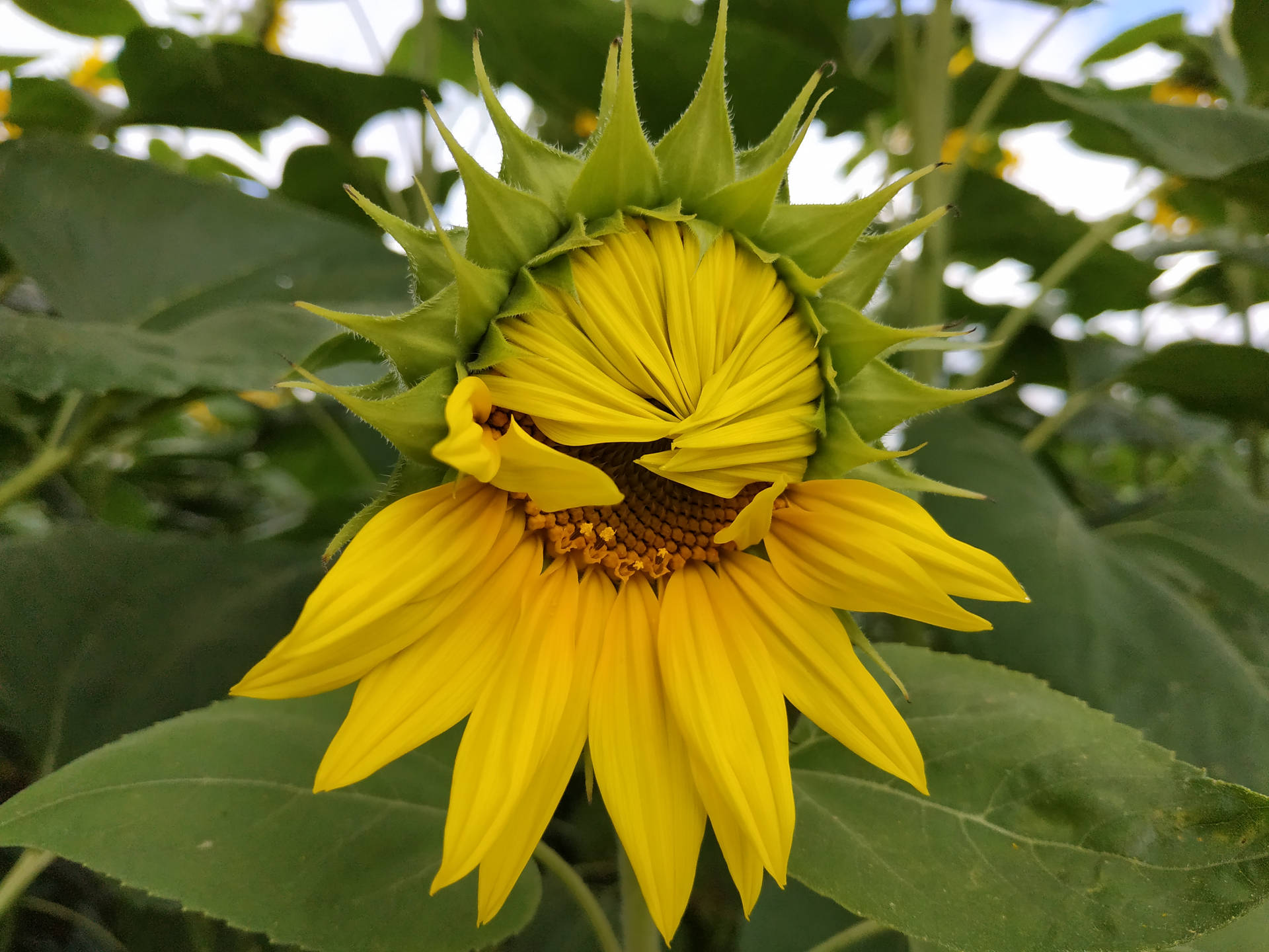 Blossoming Sunflower Aesthetic Wallpaper