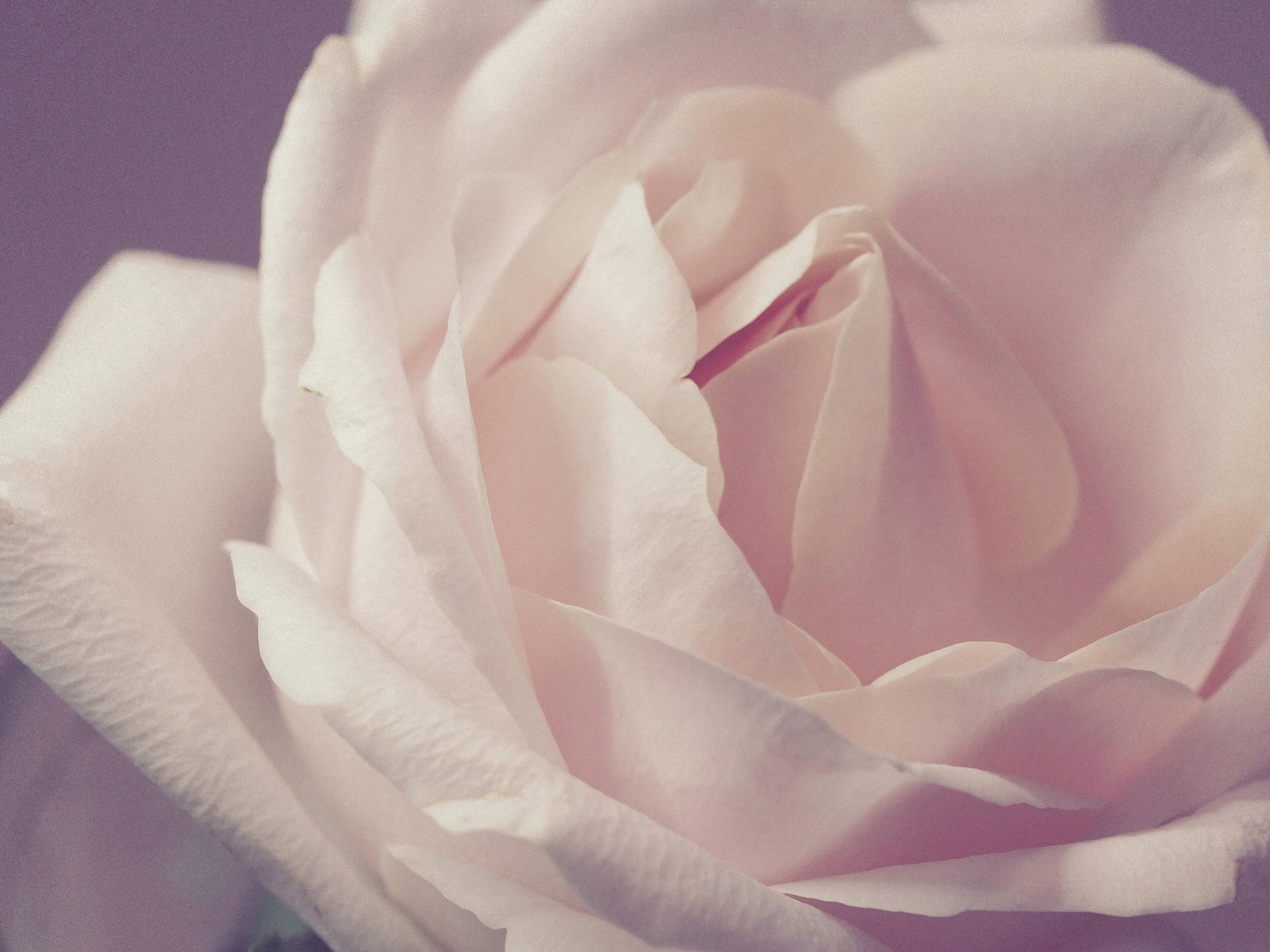 Blomstrende hvid rose Wallpaper