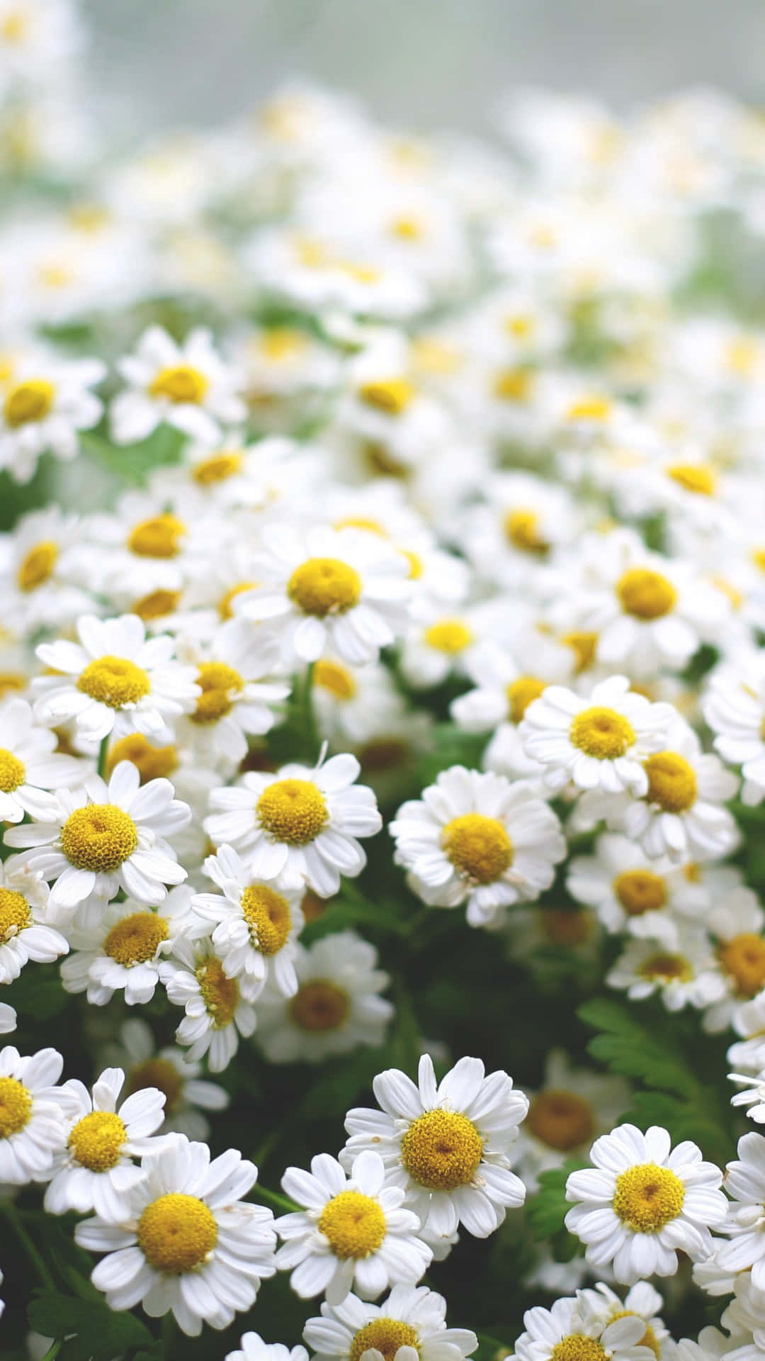 Blühende Weiße Frühlingsmargerite Iphone-hintergrundbild. Wallpaper