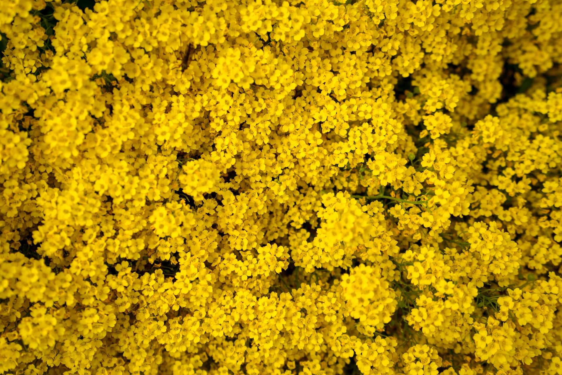 Blossoming Yellow Flowers Background