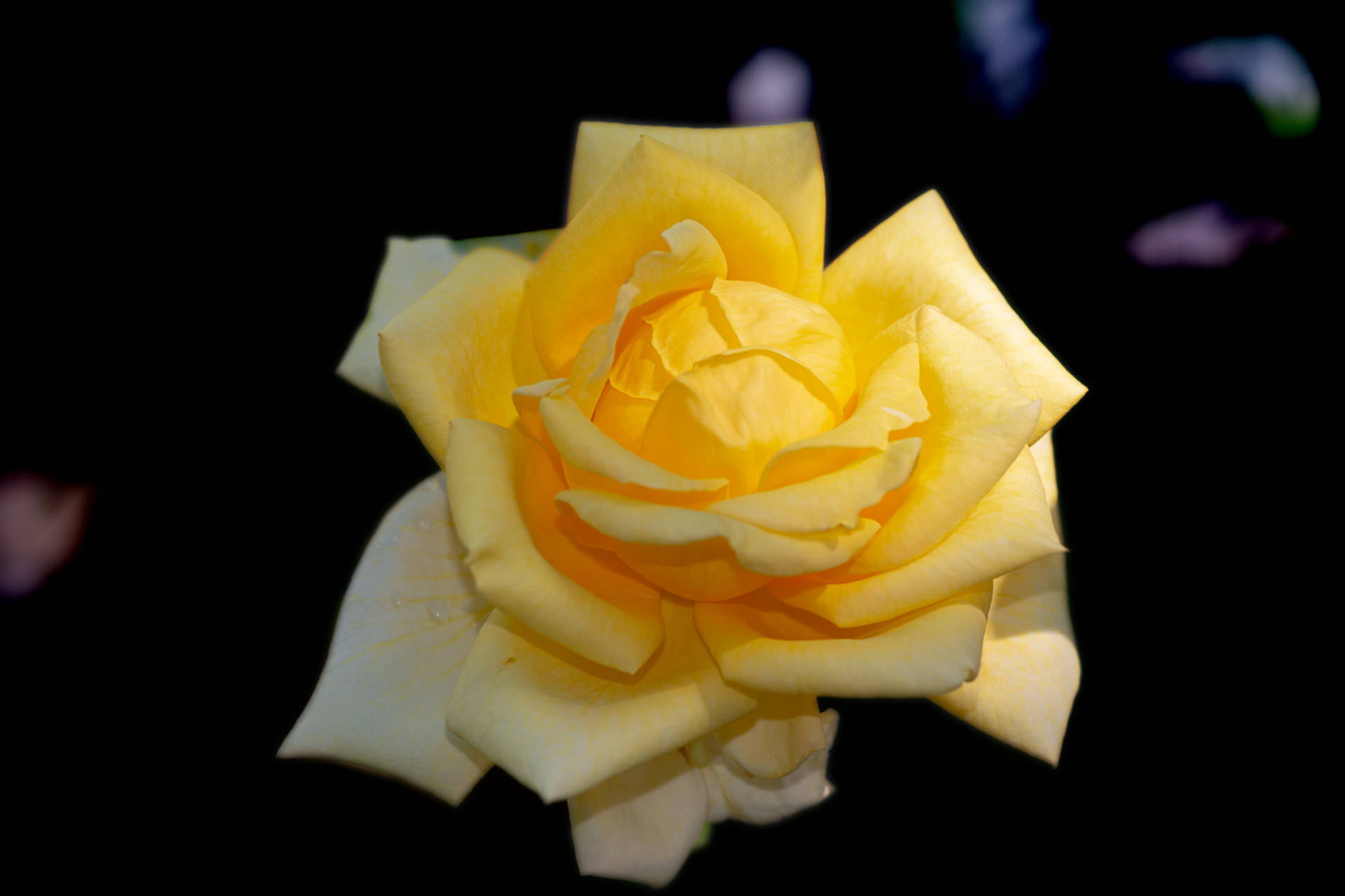 Blossoming Yellow Rose Hd Wallpaper