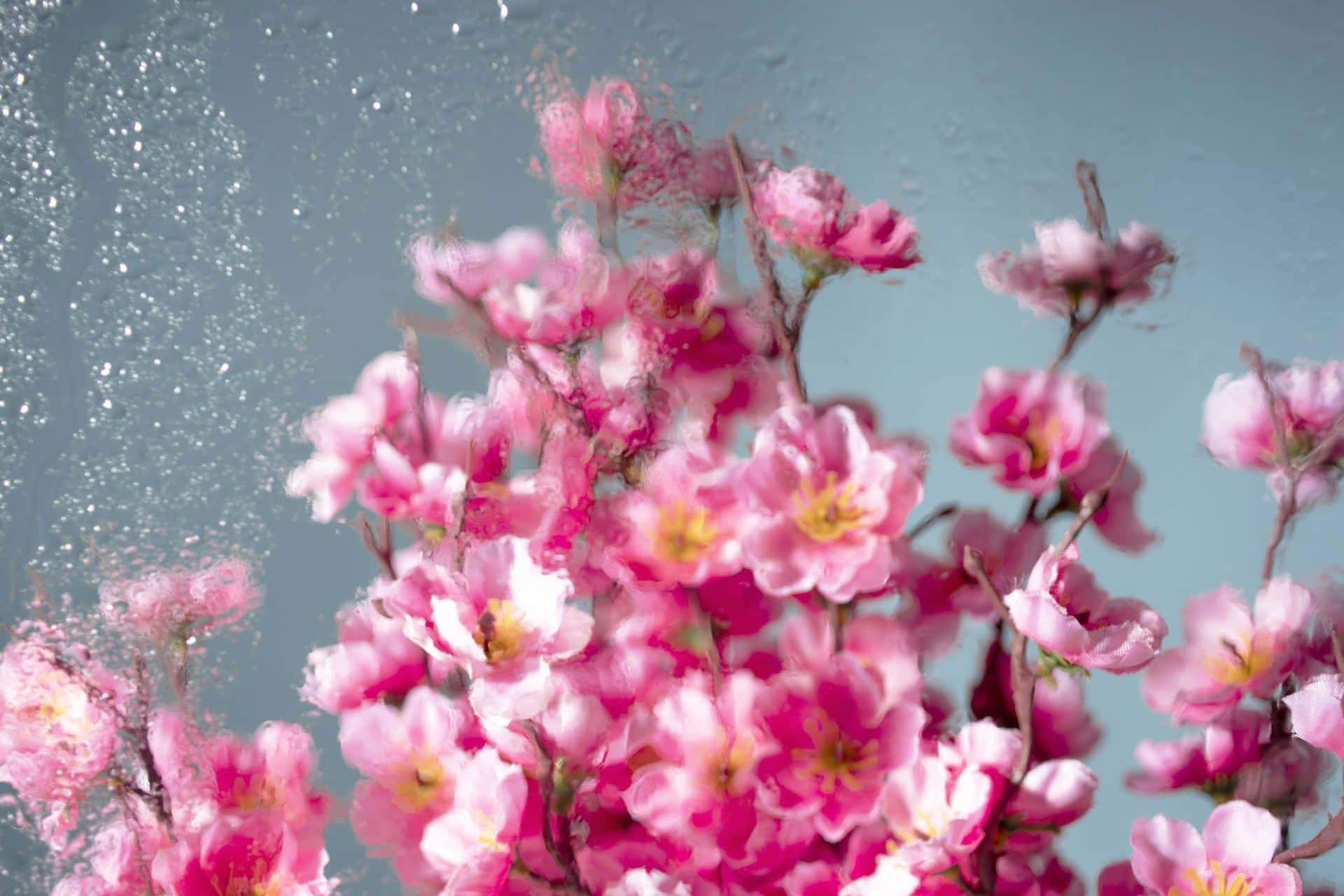 Blossoms_ Behind_ Frosted_ Glass.jpg Wallpaper