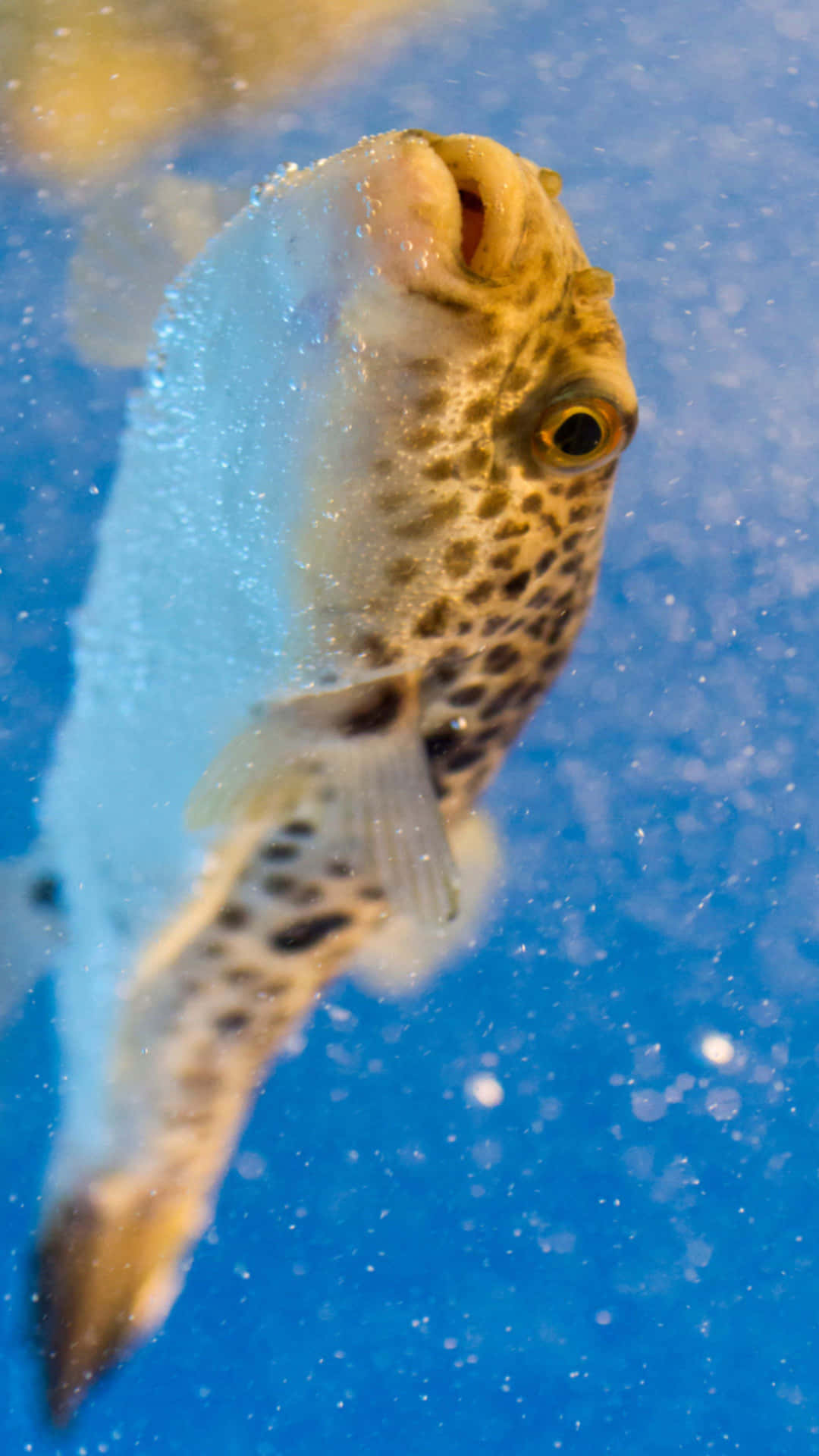 Blowfish Swimming Upward Wallpaper