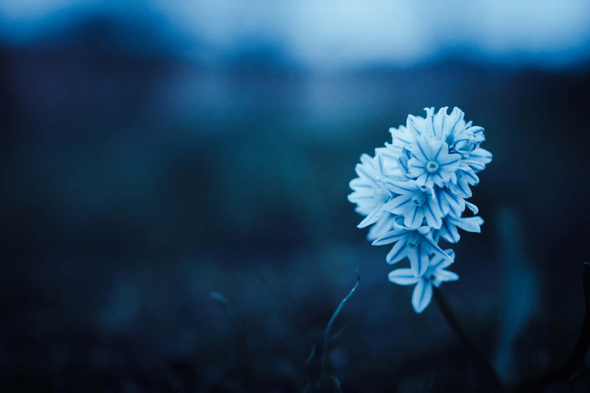 Blue Aesthetic Solitary Flower Wallpaper