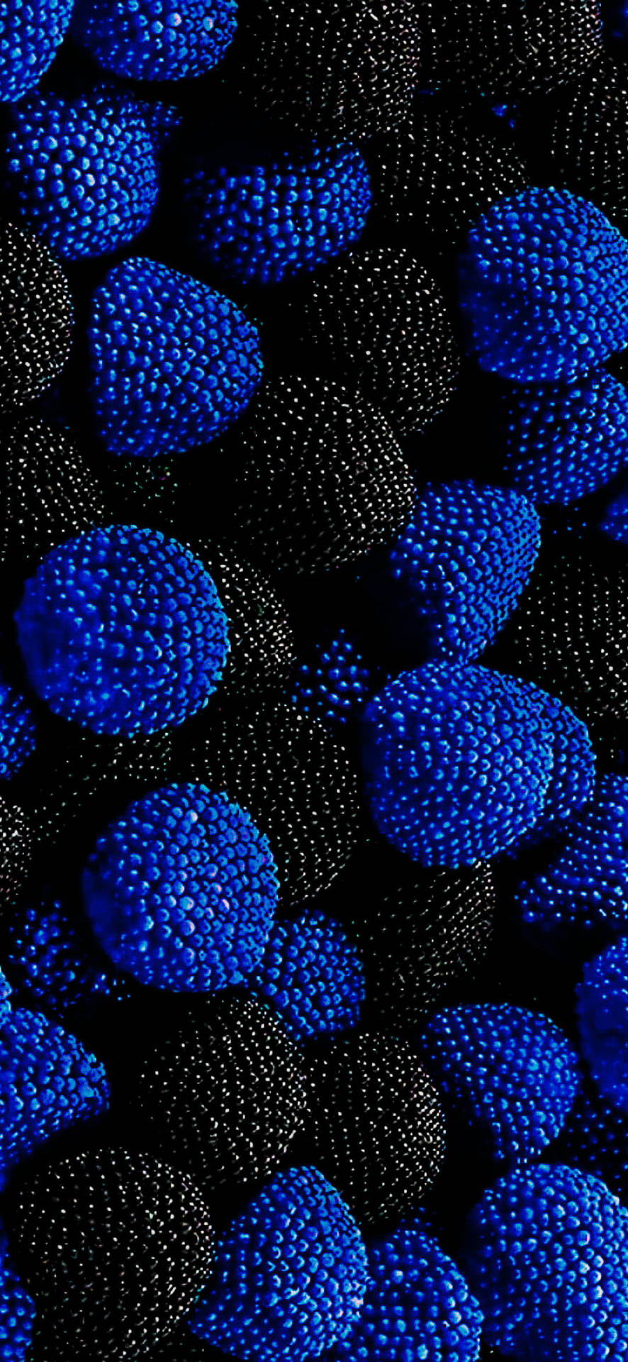 Blue And Black Berries On Samsung Full Hd Picture