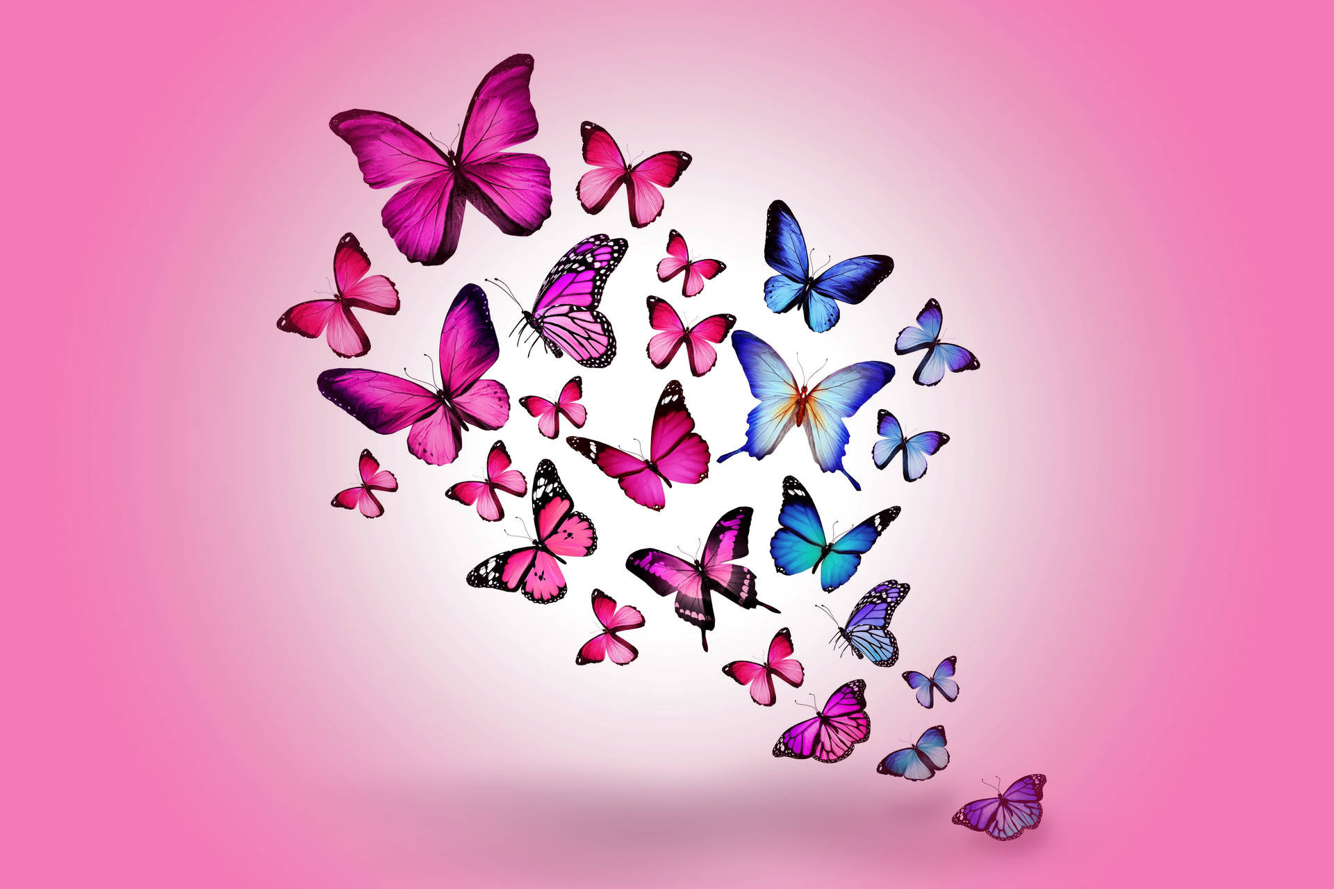 Blue And Cute Pink Butterfly Insects Flying Together Wallpaper