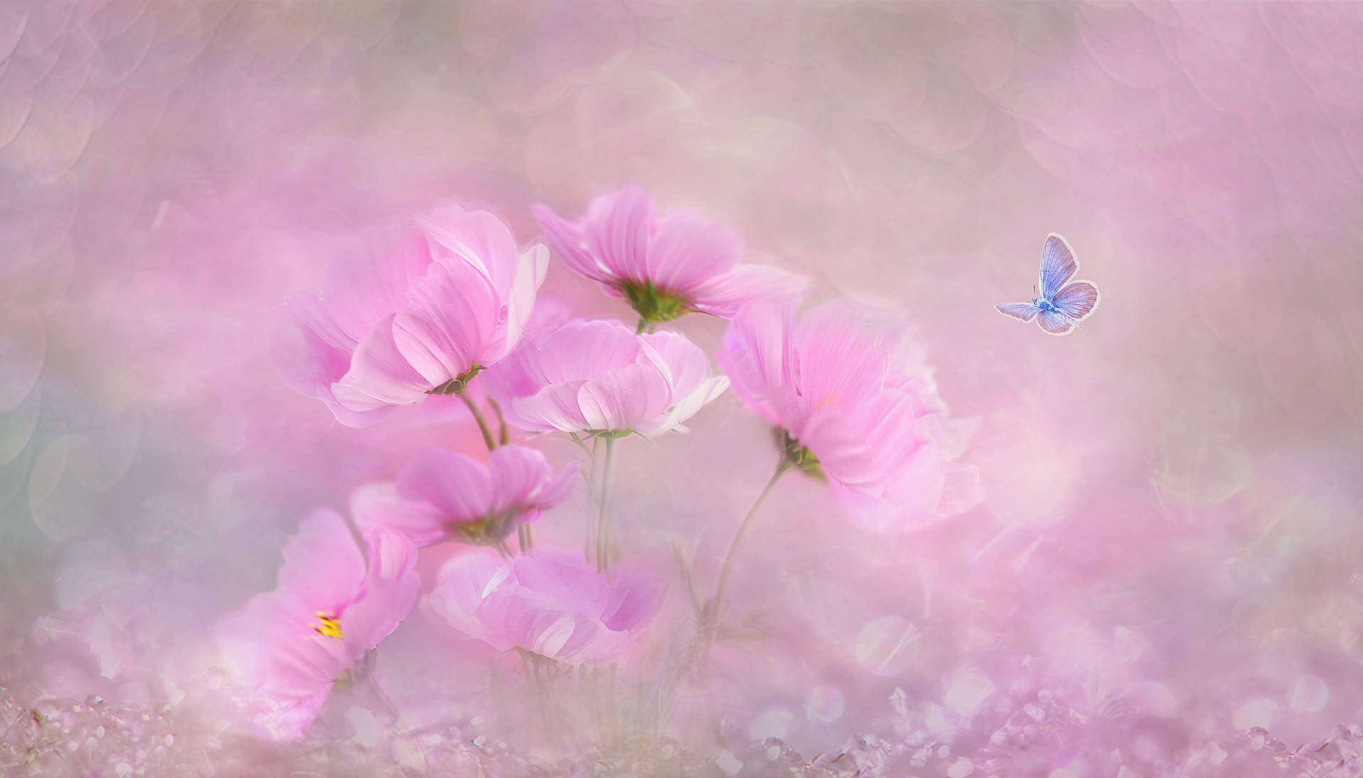 Blue And Cute Pink Butterfly With Flowers Wallpaper