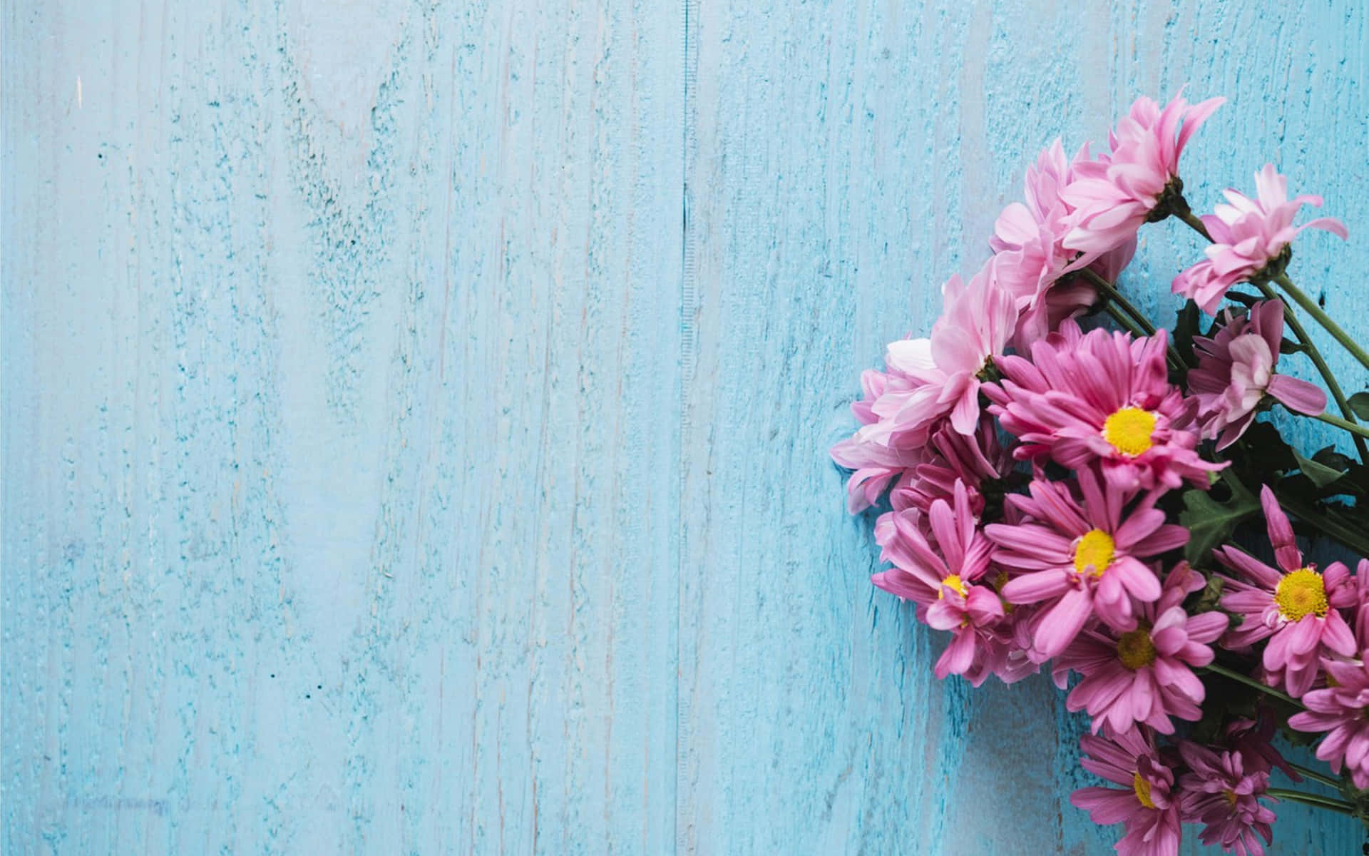 Blue And Pink Daisies Background