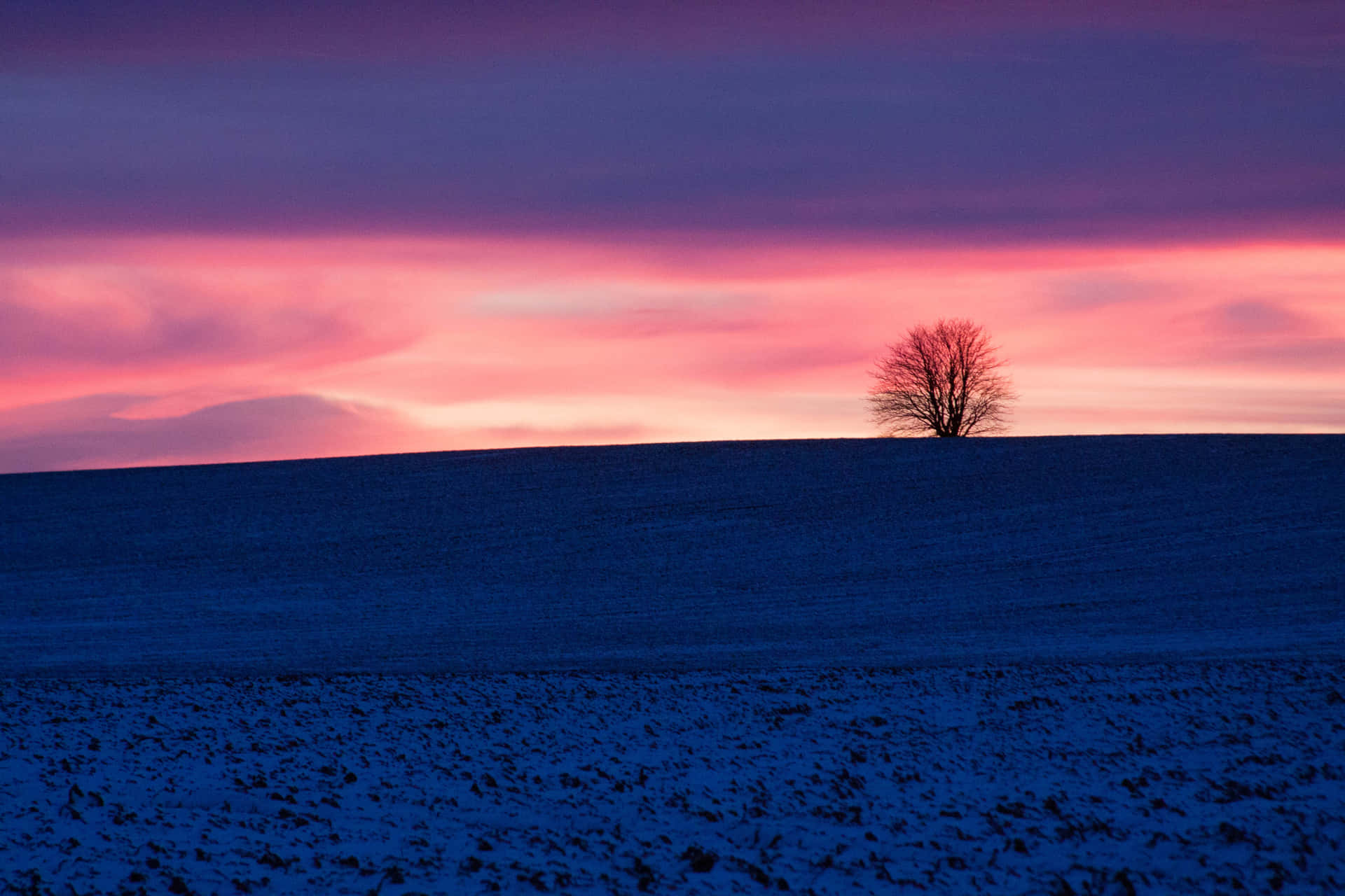 Lone Tree Under The Blue And Purple Sunset Wallpaper