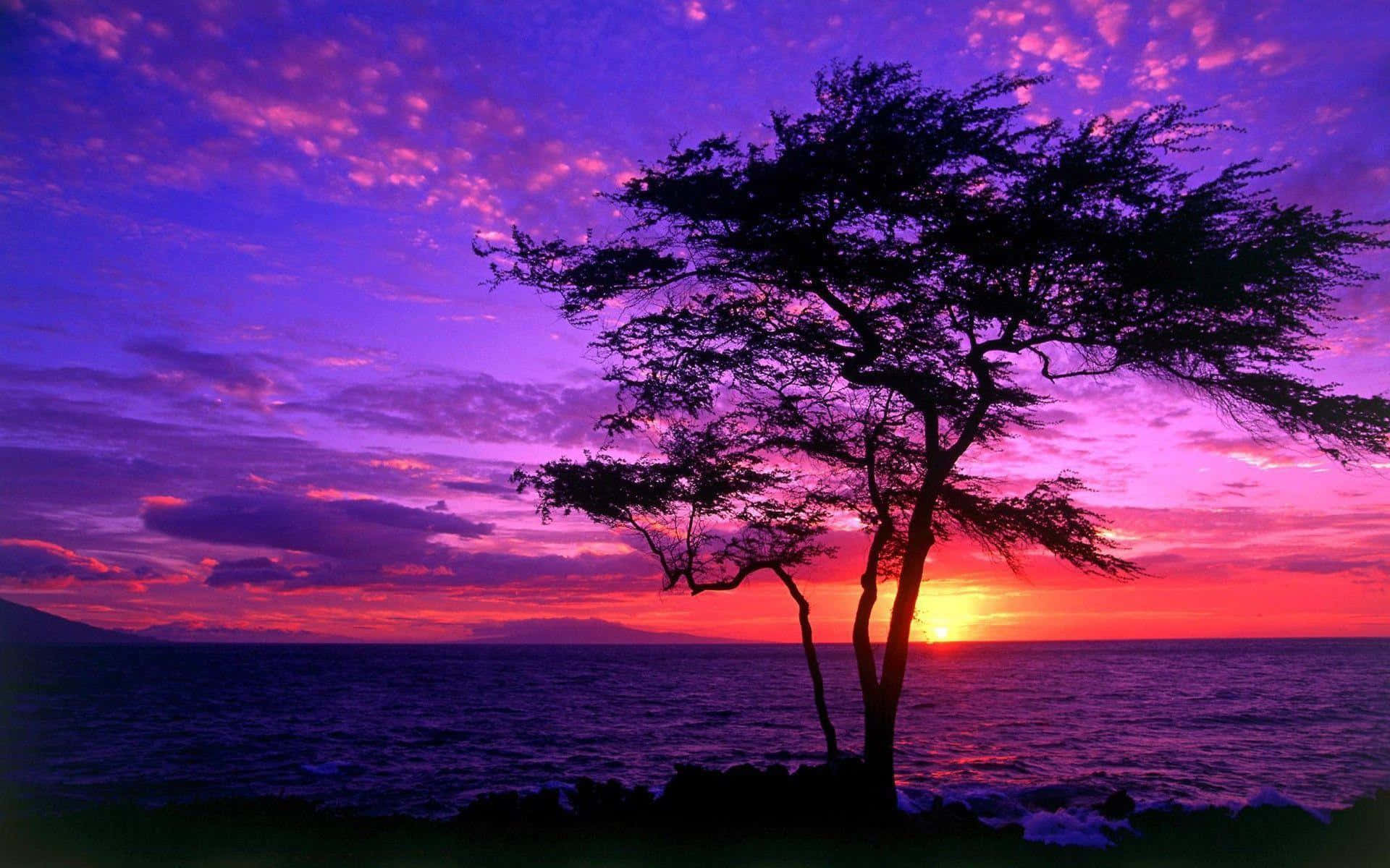 Tree Silhouette With A Blue And Purple Sunset Wallpaper