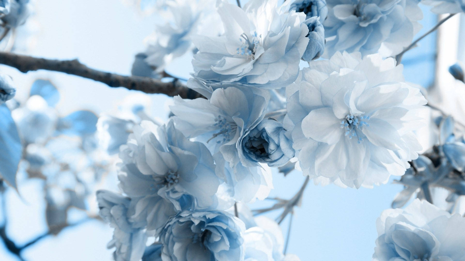 White flowers with blue background Nature Wallpaper  TenStickers