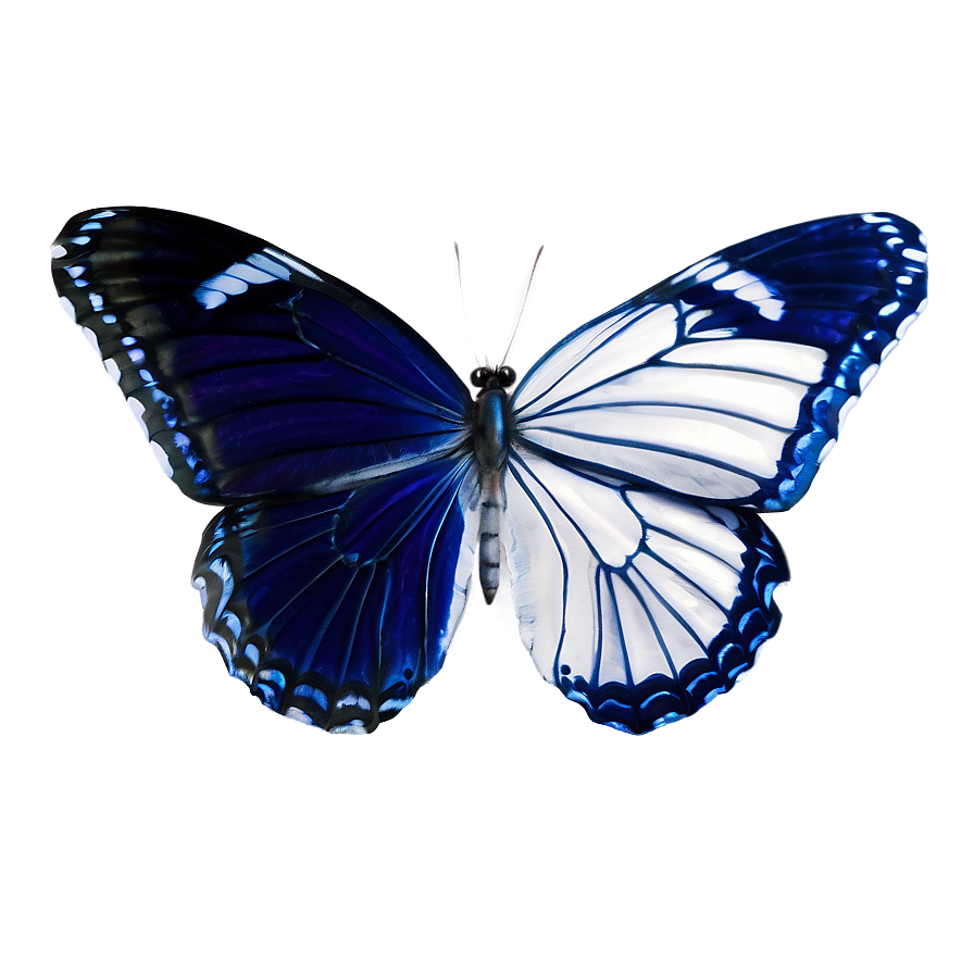 Blue And White Butterflies Png 06132024 PNG