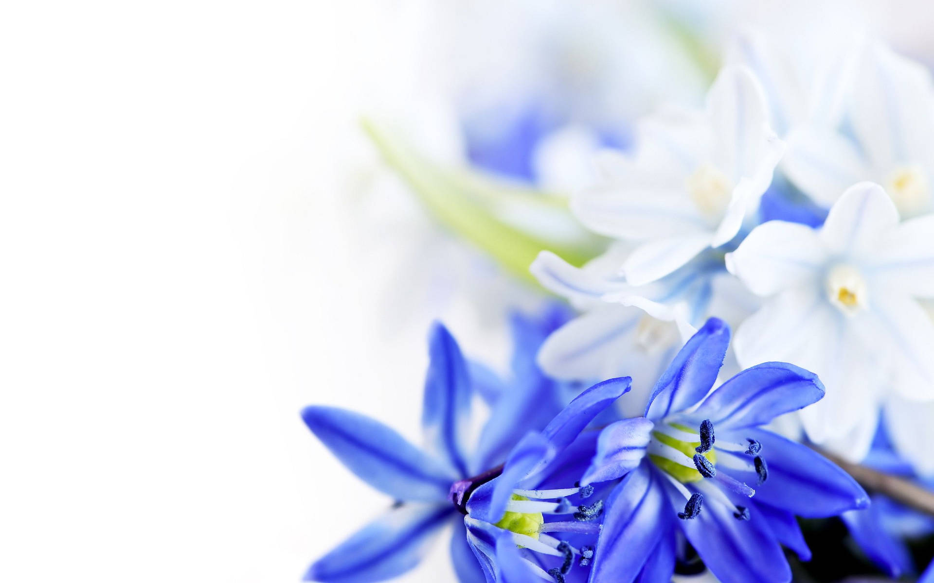 Papelde Parede De Flores Azuis E Brancas. Papel de Parede