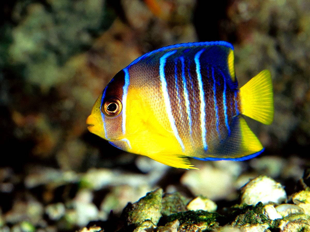 Blue And Yellow Cool Fish