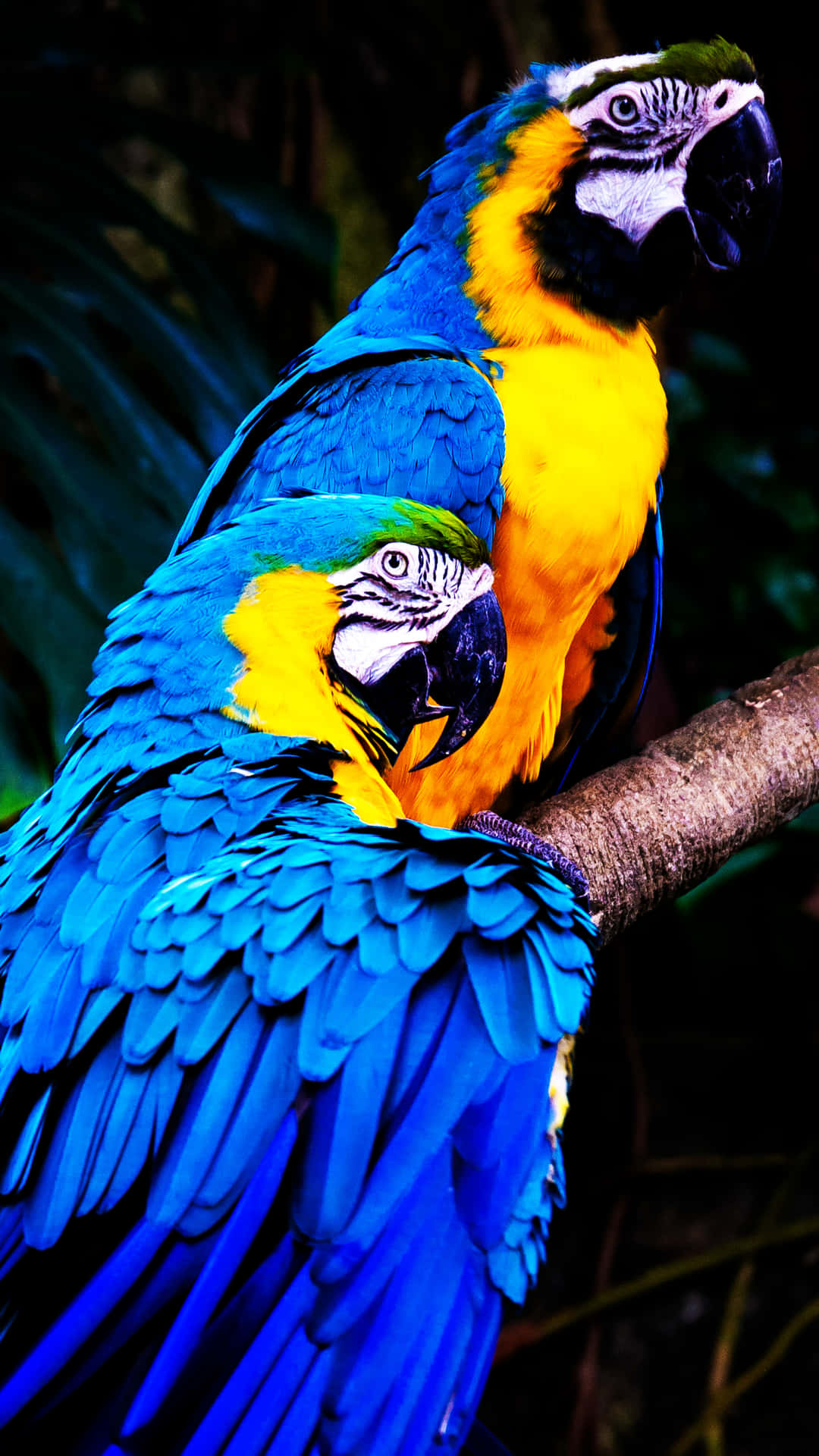 Blue And Yellow Parrot Pair Wallpaper