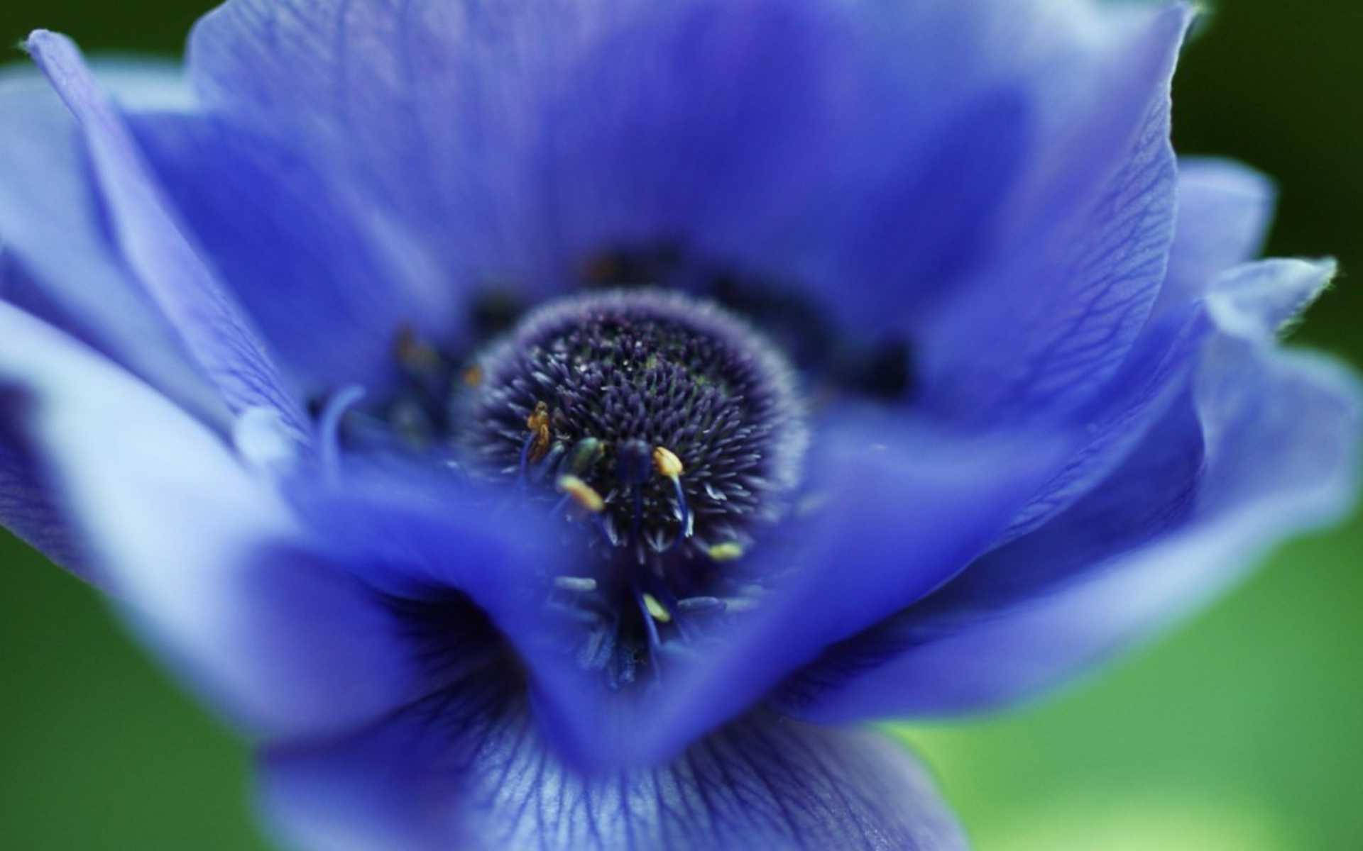 Florde Anêmona Azul. Papel de Parede